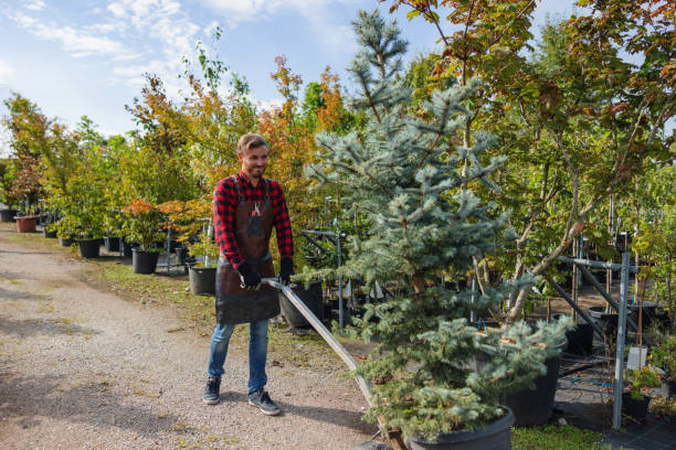 Hamtramck, MI Tree Services Company